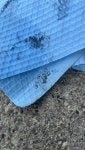 IMG_6039.jpeg